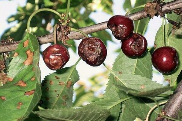 cherry moniliosis