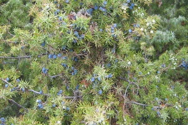 Juniper dalam gambar Urals
