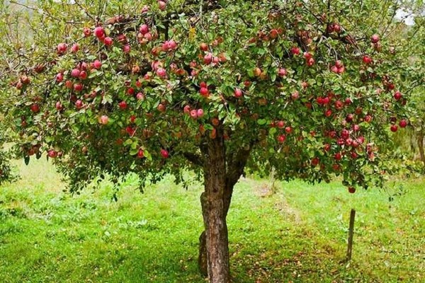 pink pouring apple tree reviews