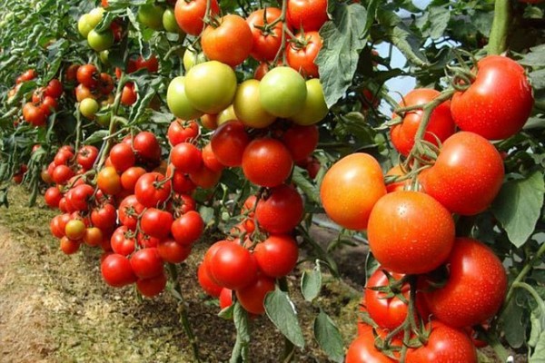 tomato nastenka reviews