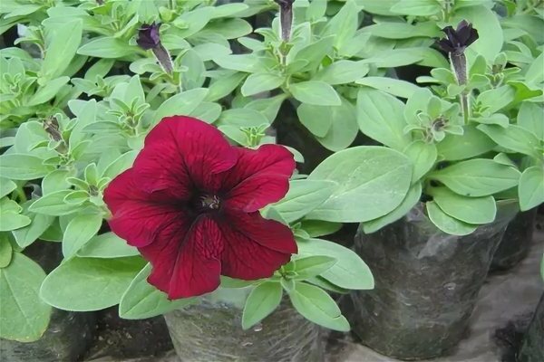 why does not petunia bloom