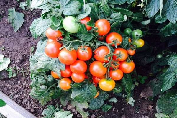 nepas tomato varieties