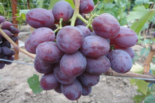 beskrivelse av druer av lavlandet