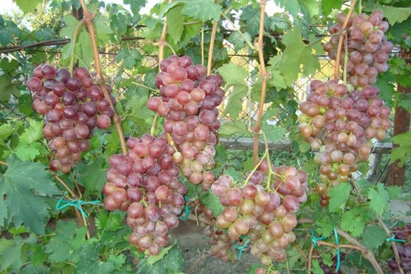 lowland grapes photo