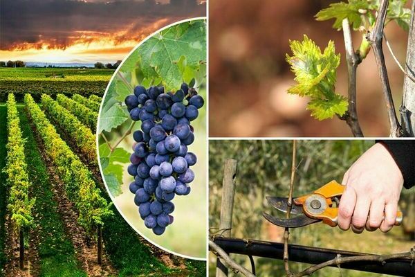 grape crop video