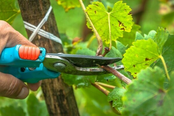 pruning grapes in summer step by step