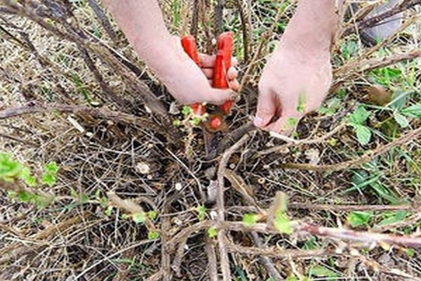 pruning gooseberries sa taglagas