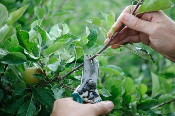 how to prune a columnar apple tree