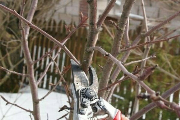 cherry pruning