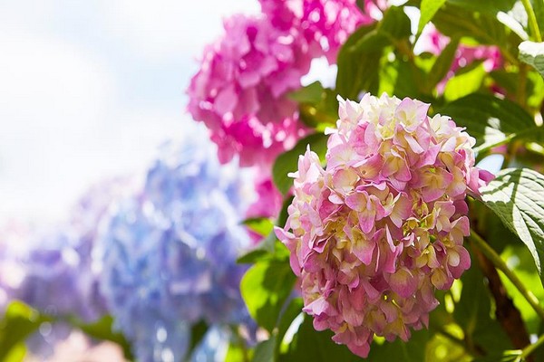 + comment changer la couleur des fleurs d'hortensia
