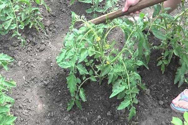 hilling tomatoes in the open