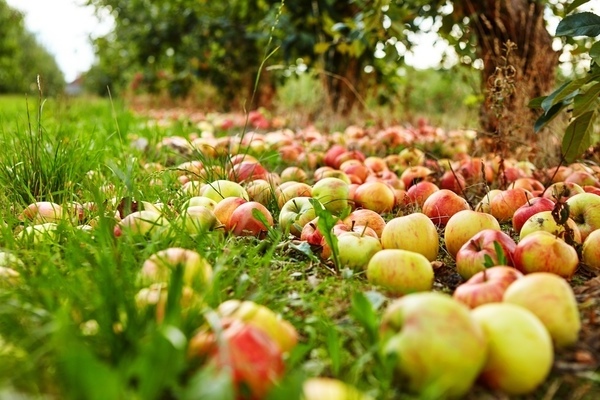 Äpfel fallen