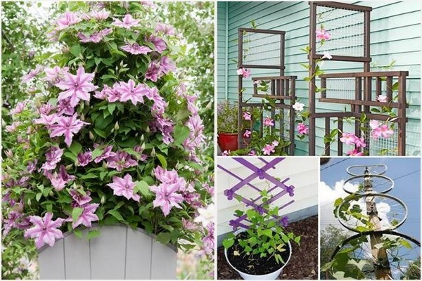 support + for clematis + do it yourself