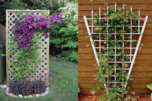 supports + for clematis + do it yourself photo