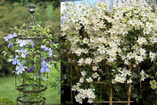 supports + for clematis + do it yourself photo