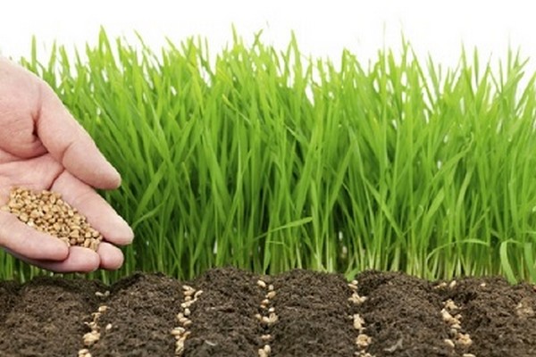 ovos zeleného hnojiva + kedy zasiať + a + kedy zakopať