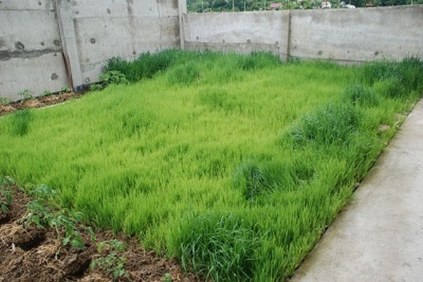 oats + as green manure benefits