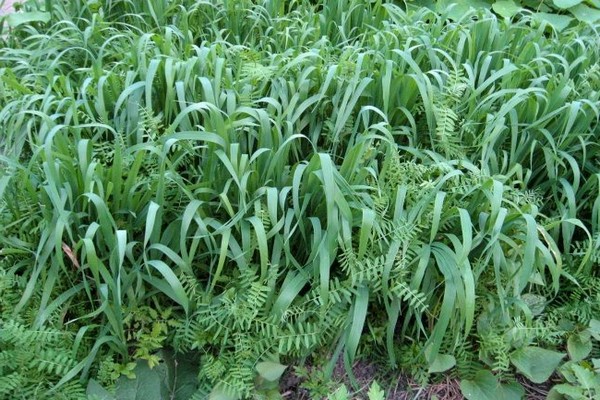green manure oats + when to sow + and + when to bury