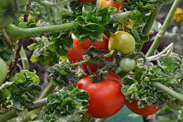 tomato stick reviews photo
