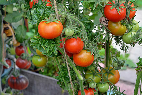 fotka recenzie paradajkovej tyčinky