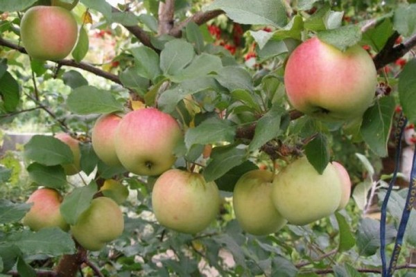 ябълково дърво папировка