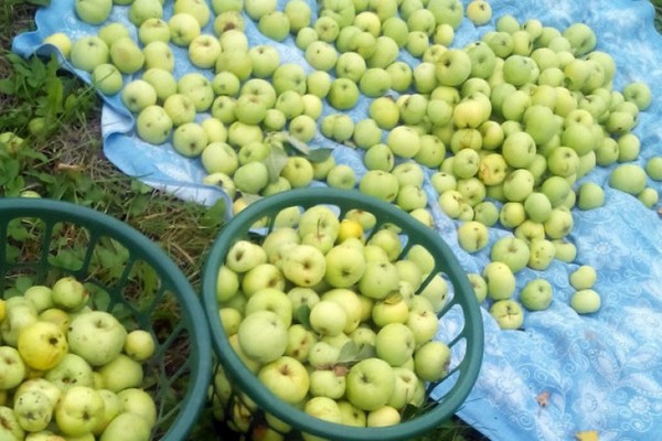 obuolių papajos nuotrauka