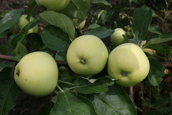apple tree papirovka