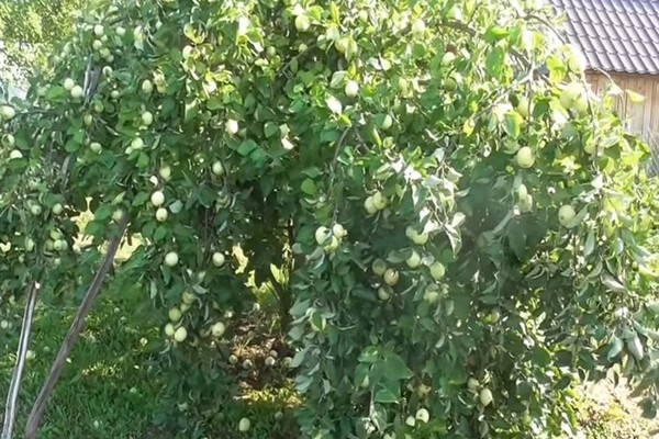 obelų nuotrauka