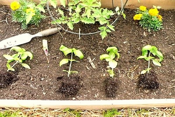 Tuinhortensia-transplantatietechniek