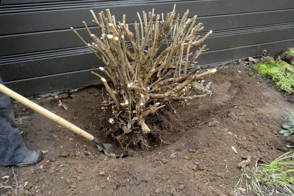 Tecnica di trapianto di ortensie da giardino