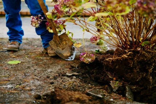 Técnica de transplante de hortênsia de jardim