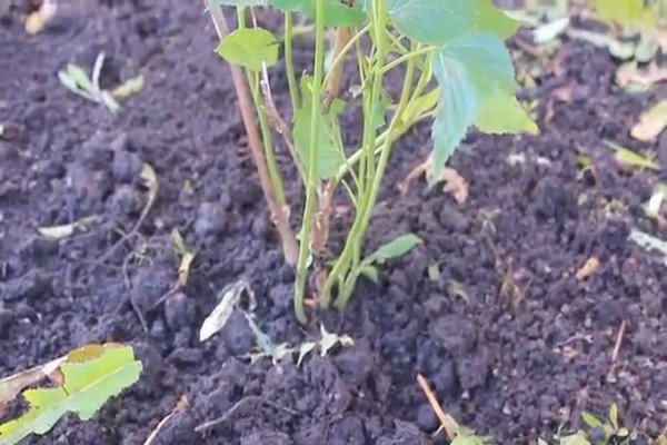 Tècnica de trasplantament de hortènsies de jardí