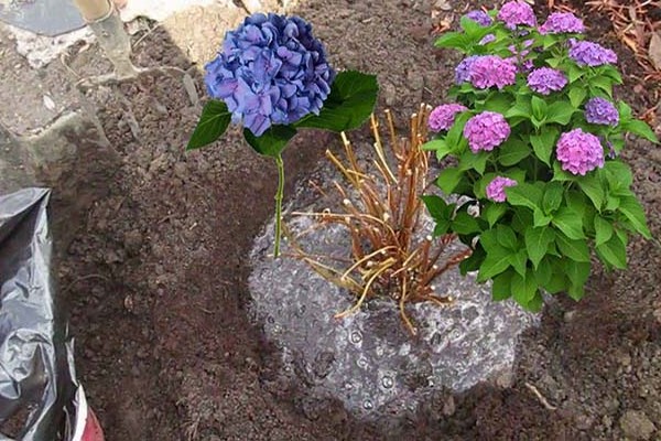 hortensia transplantation på hösten + till en annan