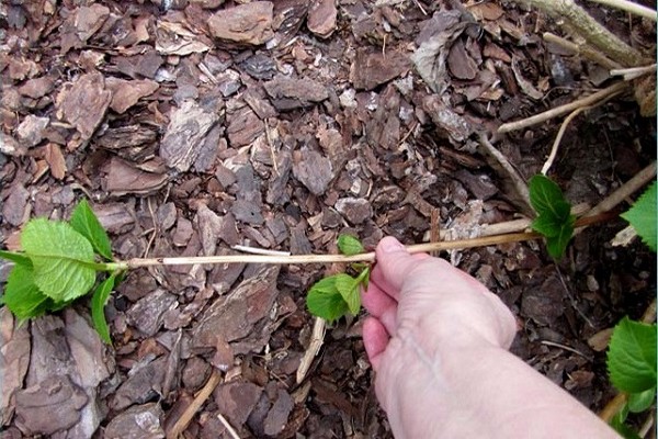 transplante de panícula de hortênsia