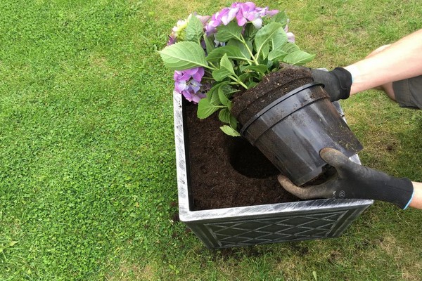 Gartenhortensien-Transplantationstechnik