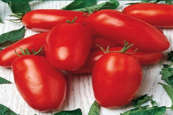 gambar lada tomato
