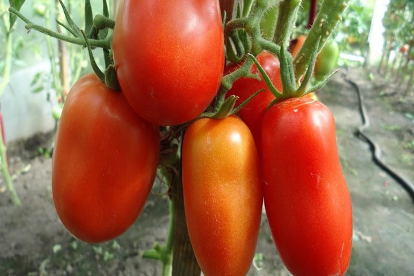 tomate en forme de poivron examine les variétés de tomates en forme de poivron