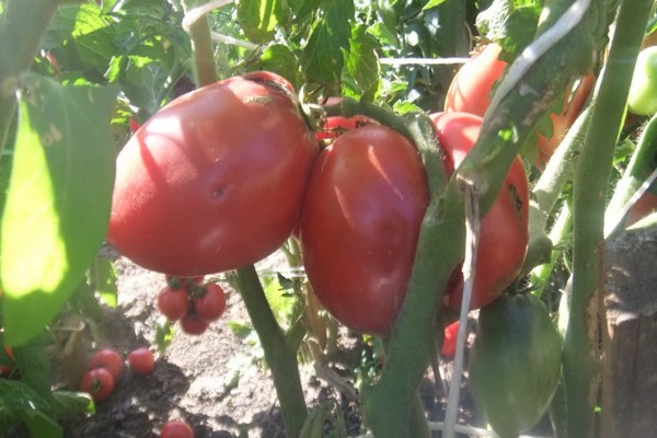 tomate au poivre