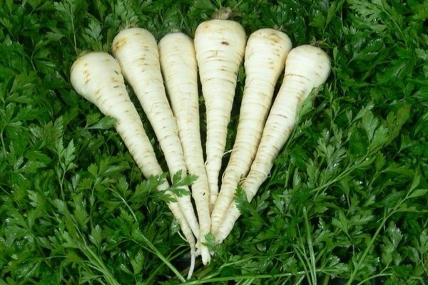 root parsley