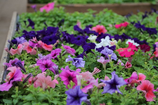 petunia hybrid