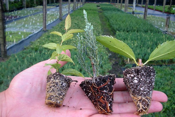 Pétunias hybrides