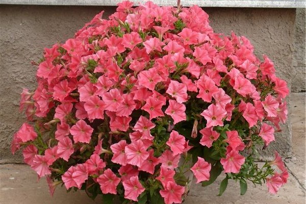 petunias ampelous + and cascade differences