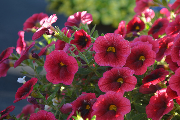 Why the Kalibrachoa petunia variety is actually a different plant