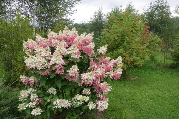 hortensia paniculata pinky vinca