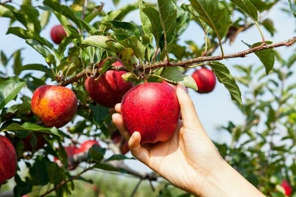stablo jabuke donosi plodove