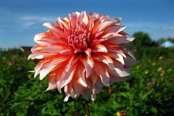 voer de dahlia's