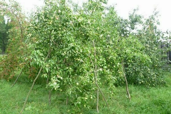 опори за ябълкови дървета