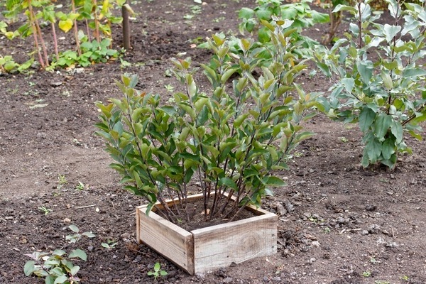 apple trees on a dwarf rootstock