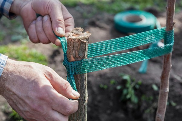 + how to tie apple tree branches