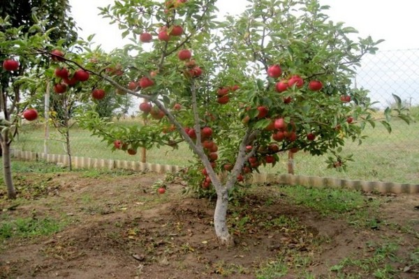 ябълково дърво бебе